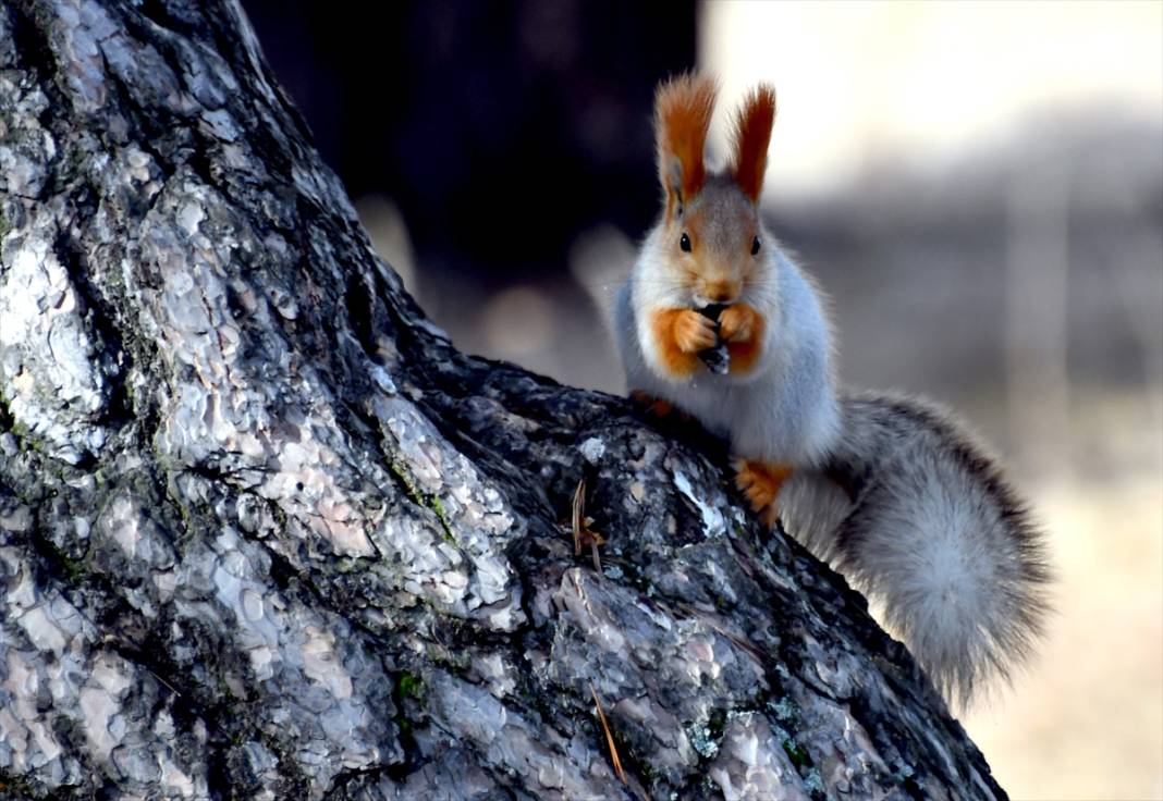 Doğanın renkli misafirleri! Kars'ta kızıl sincaplar yaşam alanlarında görüntülendi 4
